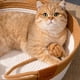 thumbnail image 3 of Advancent Cama tejida vid resistente del gato del rasguño de AssortedColor para la cama tejida del animal doméstico que duerme la siesta Suministros para gatos Con pastilla L, 3 of 6