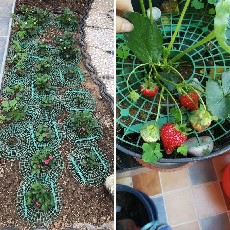 Strawberry Stand Rack Plant Support Planting Garden Climbing Plastic Holder Pcs 