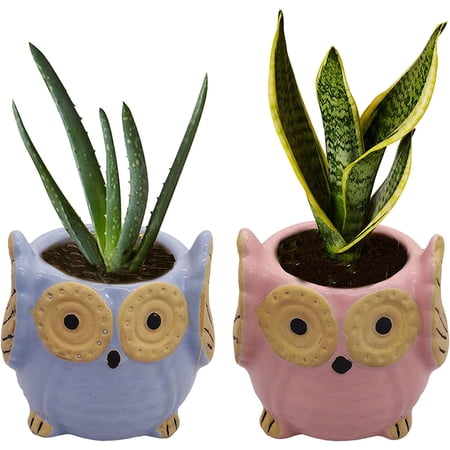 India Meets India Ceramic Planter, Owl Shaped [Blue & Pink - 3.5 inch] - Ceramic Flower Pot/Indoor/Outdoor Pot, Set of 2 - by Awarded Indian Artisan