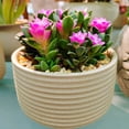 thumbnail image 2 of Sunrise Succulents Live Plant - Small Anacampseros Indoor Succulent Plants Live , The 2" Pot Indoor Potted Houseplant  for  Home Decor, Desk &Basket, 2 of 5