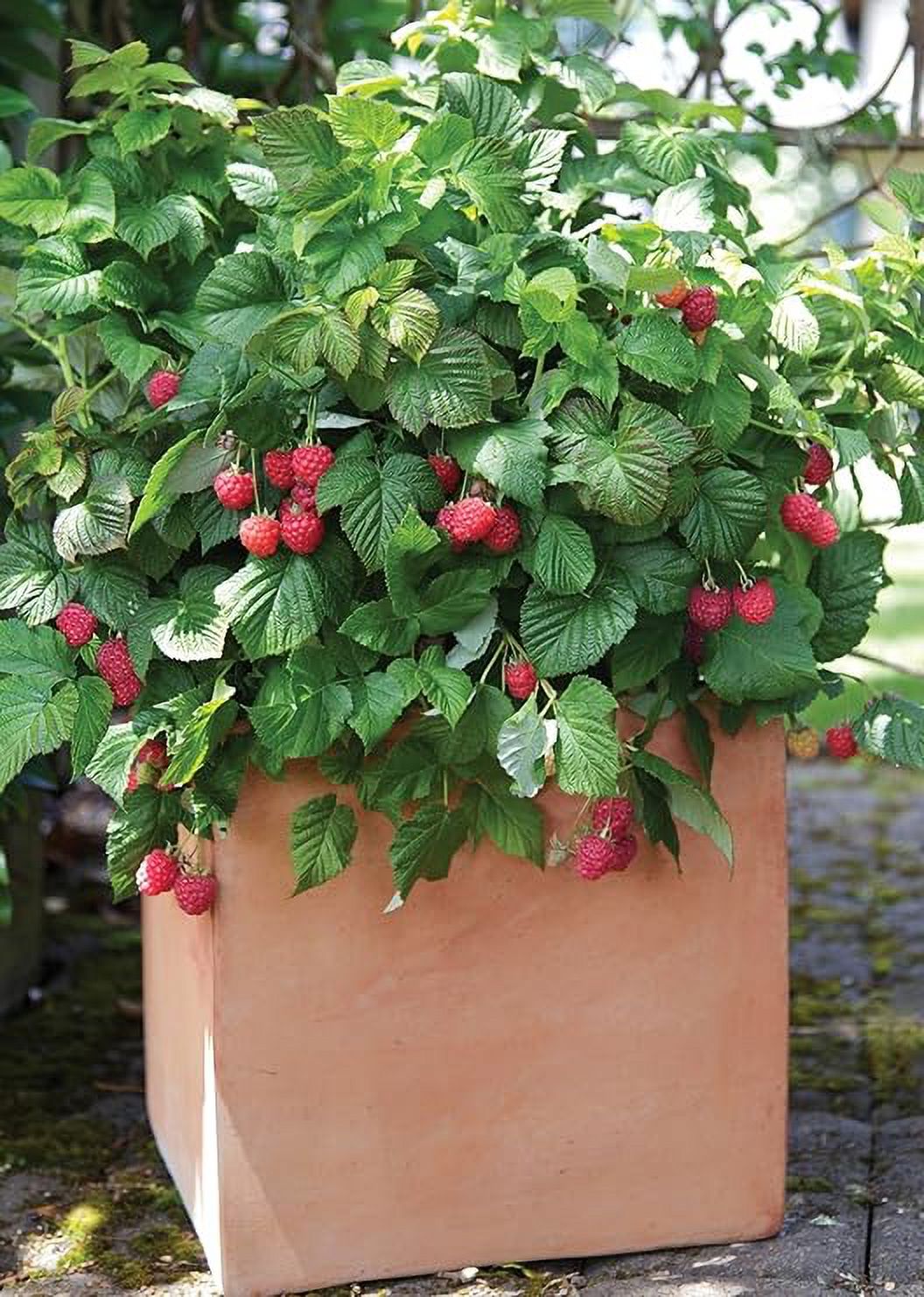 Bushel & Berry 2G Raspberry Shortcake Fruit Live Plants Full Sun