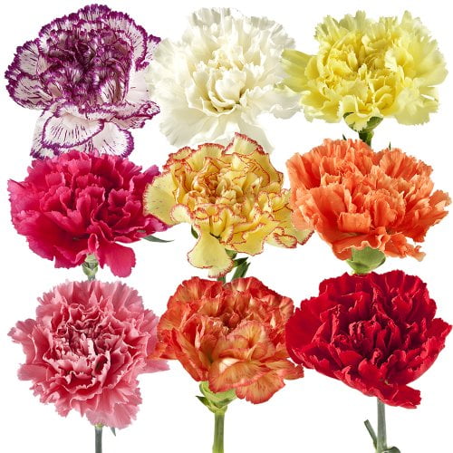 Vistaflor 300 Fresh Cut Assorted Carnations Fresh Flowers Ideal For Wholesale Florists Events Walmart Com Walmart Com