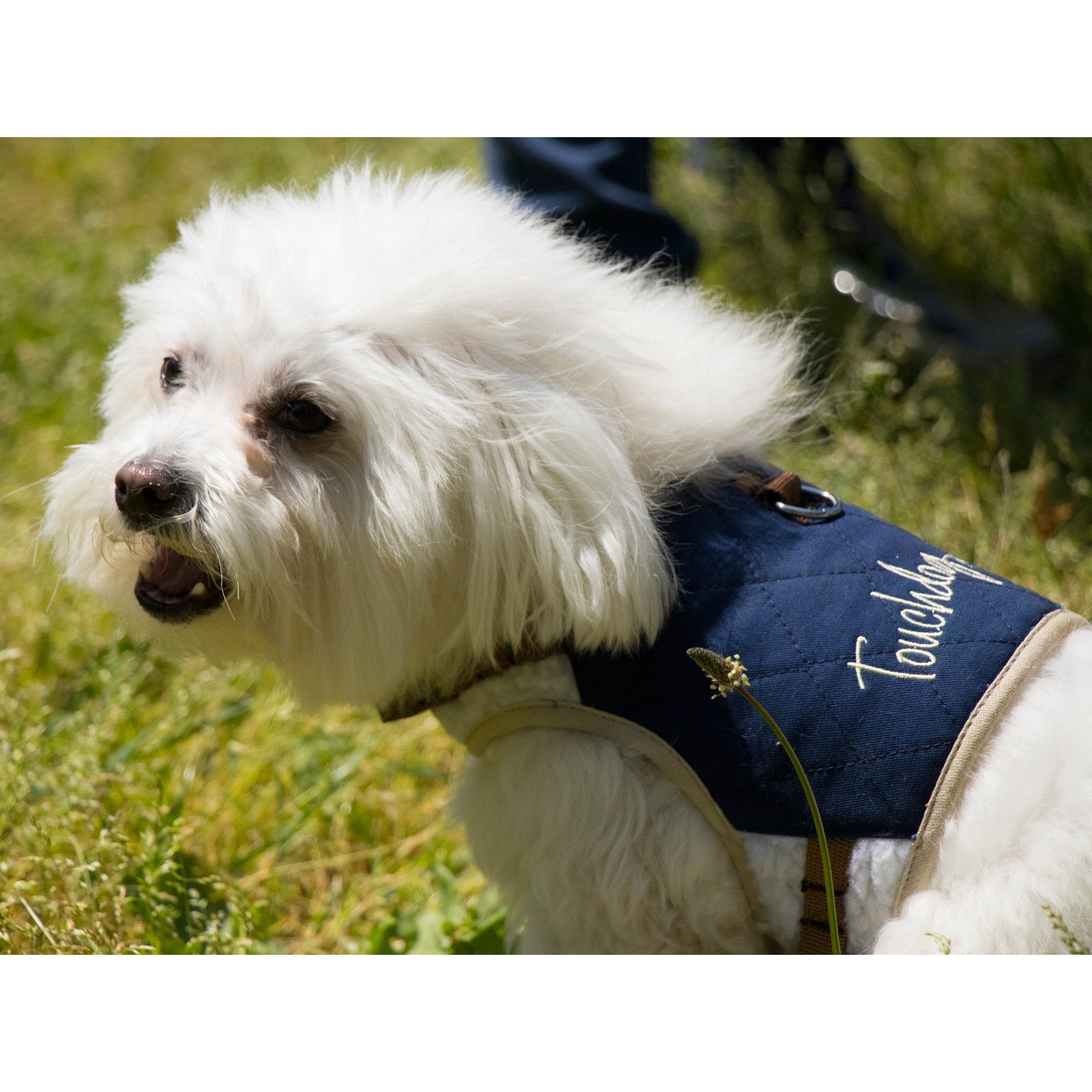 Touchdog Tough-Boutique Adjustable Fashion Dog Harness And Leash