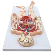 Axis Scientific Human Circulatory System Model, Half Life-Size, Realistic, Detailed Arteries and Veins Model with Thoracic Organs, Includes a Product Manual