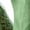 Green, variant on Miluxas Women Summer Cropped Pants Lightweight Cotton Linen Straight Leg Trouser Lace Hem High Waist Casual Vacation Pants with Pocket White