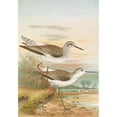 thumbnail image 3 of Johann Friedrich Naumann 14x18 Black Modern Framed Museum Art Print Titled - Totanus Totanus, Totanus Stagnatili's Bechst., 3 of 5