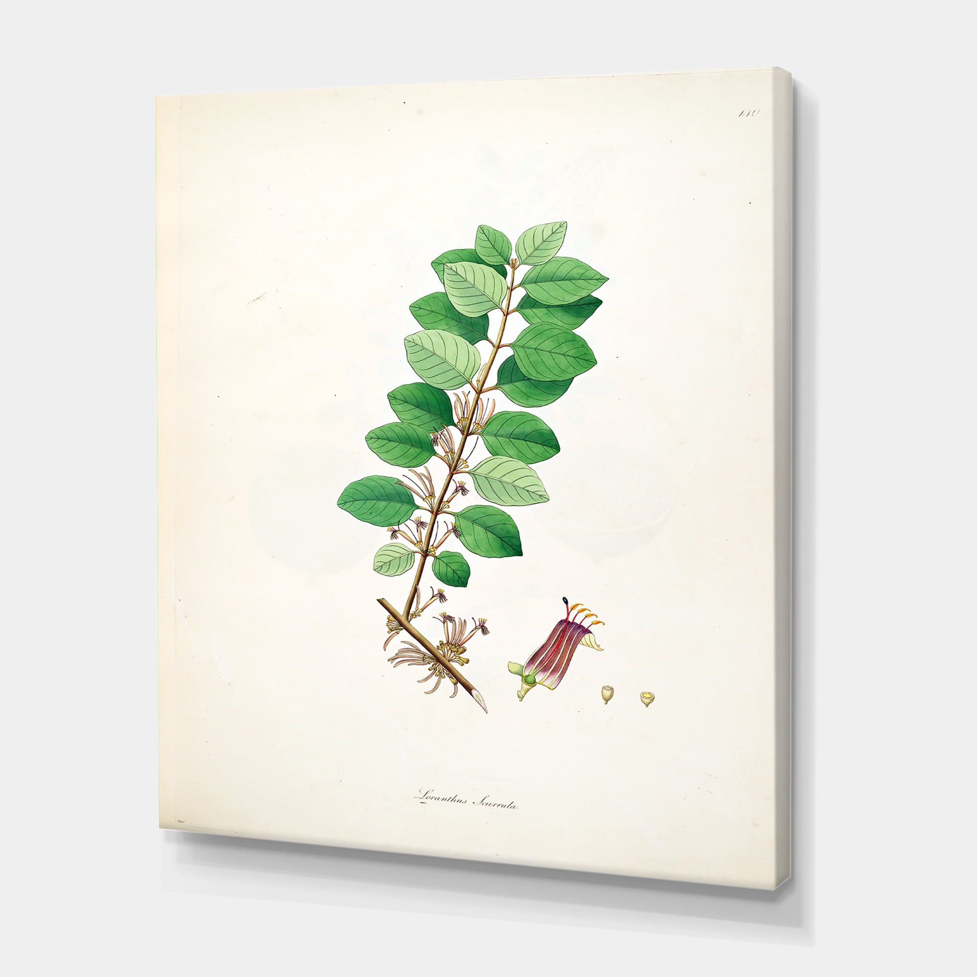 Designart ' Ancient Plant Life XVII ' Farmhouse Canvas Wall Art Print
