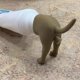 thumbnail image 5 of Pooping Dog Butt Toothpaste Topper, Pooping Toothpaste Cap, Baby Toothpaste Dispenser, Funny Gadgets Gift For Family, 5 of 5