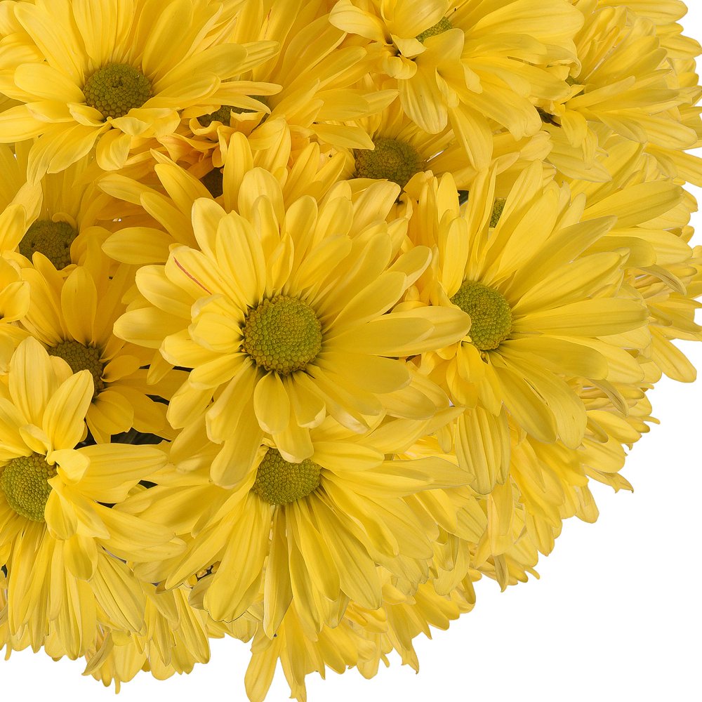 Fresh Cut Yellow Daisies, Pack of 60 by InBloom Group