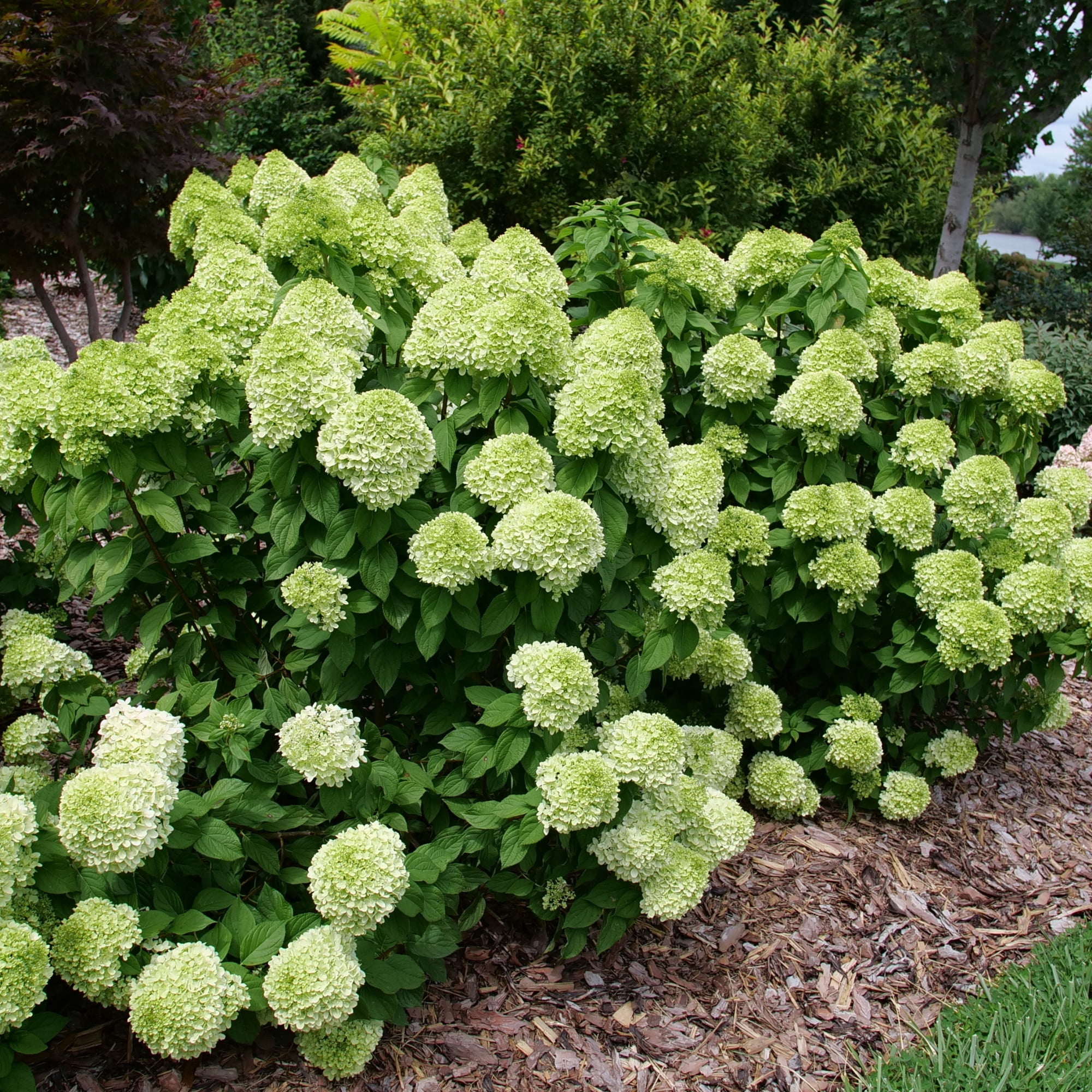 Proven Winners ColorChoice 6" Powerball Panicle Hydrangea Live Plant in 7.5" Pot