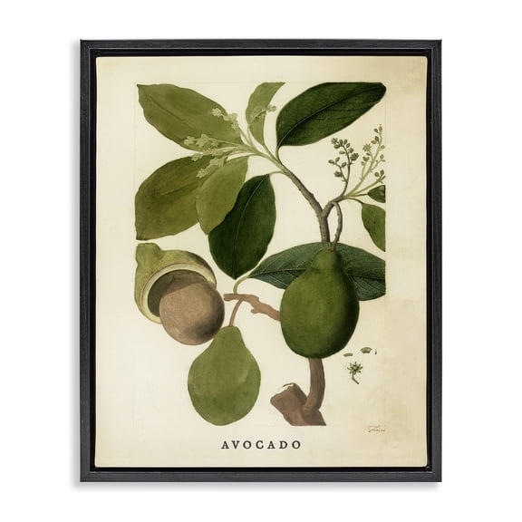 Stupell Industries French Country Vintage Avocado Plant Black Floating Frame Canvas Art, 17 x 21, by Lil' Rue