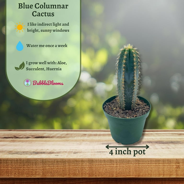 BubbleBlooms Pilosocereus Pachycladus Cacti, Blue Columnar Cactus- 4 Inch  Pot - Walmart.com