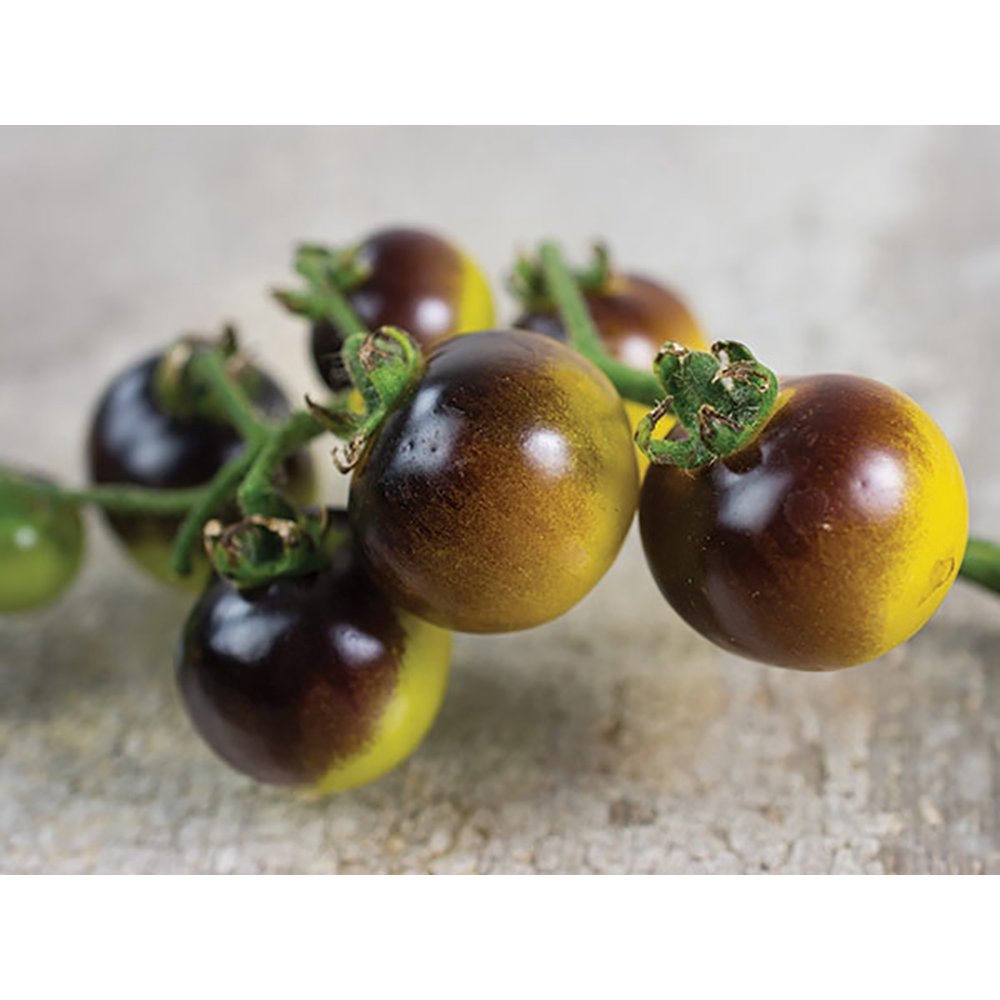 Blue Cream Cherry Tomato Plant Intensely Fruity! 4" Pot Walmart