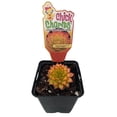 thumbnail image 2 of Gold Nugget™ Hens & Chicks - Sempervivum -Indoors/Out- 3.5" Pot - Chick Charms®, 2 of 4