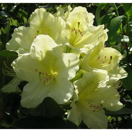 Capistrano Rhododendron - The Best Hardy Yellow Color - 2.5