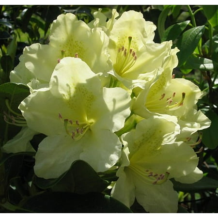 - Capistrano Rhododendron - The Best Hardy Yellow Color - 4' Pot