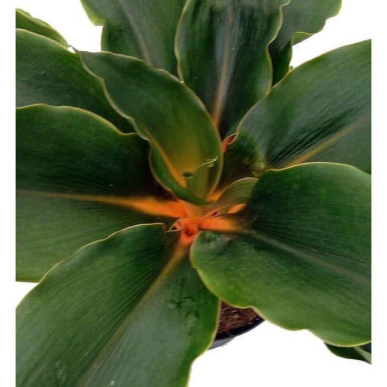 Orange Mandarin Spider Plant - Chlorophytum - Live Plant - 4" Pot -  Walmart.com