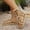 Beige, variant on EliteGoogv Womens Lace Up Sandals Roman Style Flat Sandals Comfortable On Sandals Breathable Beach Summer Shoes For Women Casual Walking Footwear Black US :8