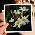 thumbnail image 7 of 3drose, Usa, Hawaii, Kailua Kona, Close-up of Singapore Plumeria., 6 Greeting Cards with Envelopes, 7 of 7