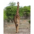 thumbnail image 2 of Dana Underdahl 15x18 White Modern Wood Framed Wall Art Titled - Giraffe Walk IV, 2 of 5