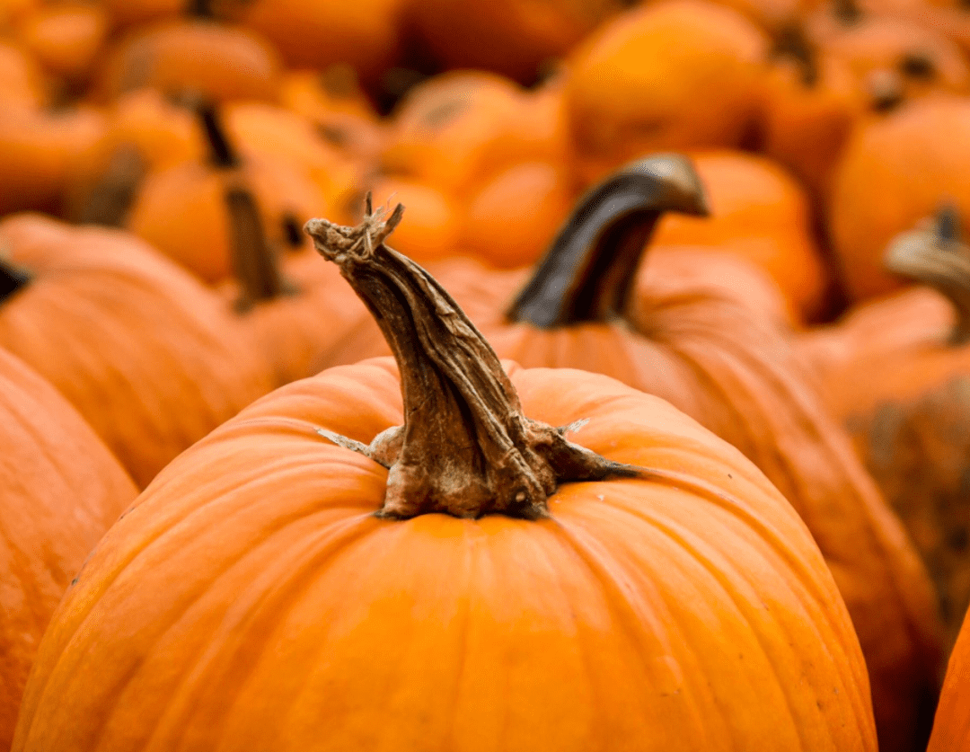 BREz Pumpkin Flavored Yak Cheese Chew