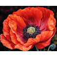thumbnail image 1 of Vibrant Poppy - Peinture Diamant DIY, 1 of 6