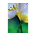 thumbnail image 2 of Ayrault, Marc 25x32 Black Ornate Wood Framed with Double Matting Museum Art Print Titled - Tulipe 7, 2 of 4