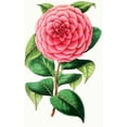 thumbnail image 2 of Anonymous 16x24 Black Ornate Framed Double Matted Museum Art Print Titled: Camellia Japoica Exquisite (1852-1861), 2 of 5