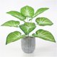 thumbnail image 1 of s artificiales Árbol Epipremnum Aureum s artificiales árbol Vegetación , Mini artificial Bonsai Adornos de es perfecl Hojas de taro artificial, 1 of 8