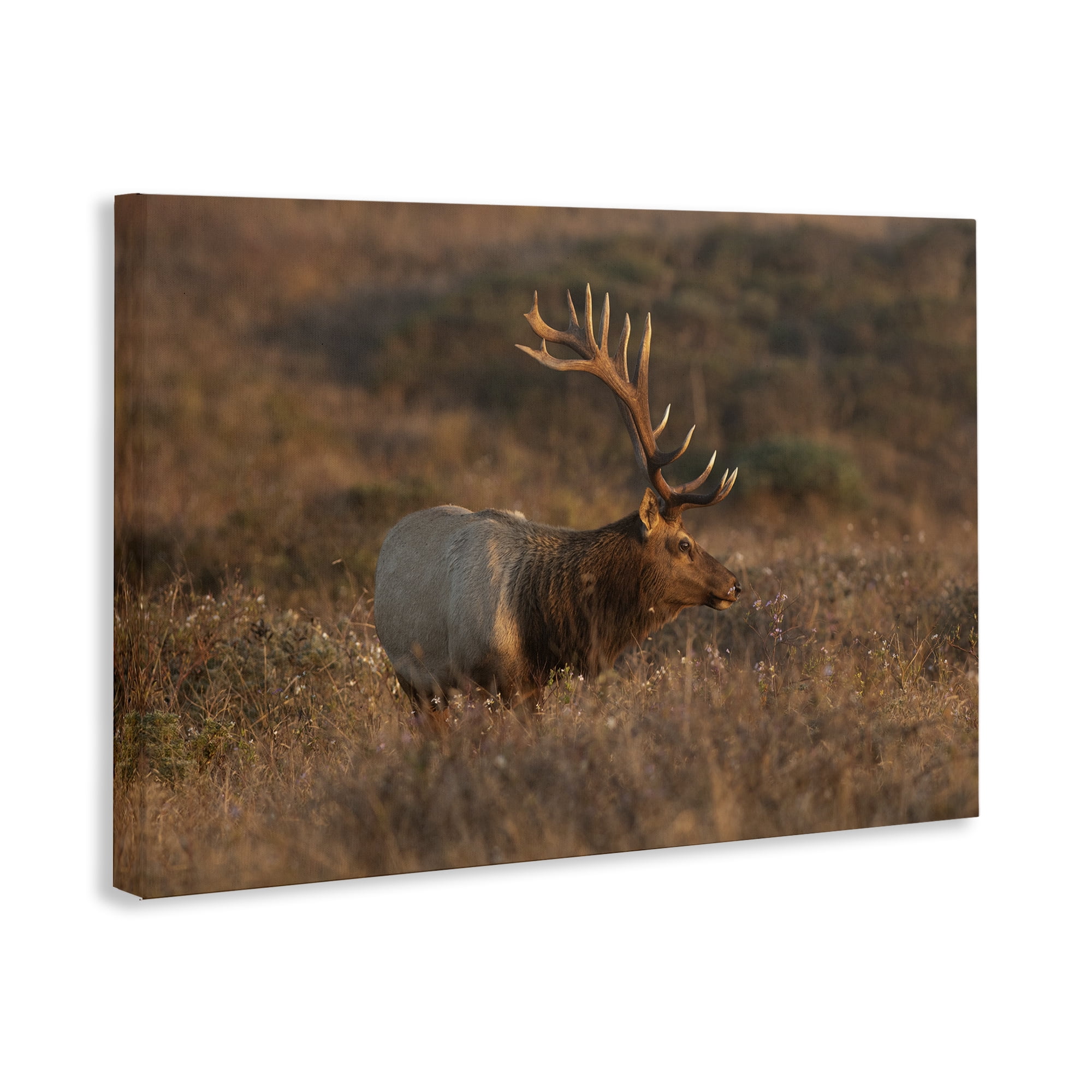 Stupell Industries Roaming Elk Photography Landscape & Nature Photography Wrapped Canvas Art Print Wall Art, 24 x 16