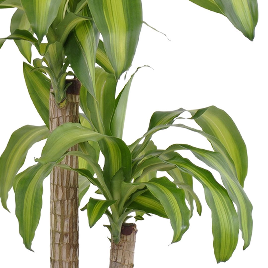 United Nursery Live Mass Cane Houseplant 24-28in Tall in 10 inch White Bayside Decor Pot