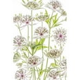 thumbnail image 3 of Disher, Mandy 11x14 Black Modern Framed Museum Art Print Titled - Astrantia, 3 of 5