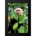 thumbnail image 2 of Malvin, Larry 13x18 Black Modern Framed Museum Art Print Titled - Capuchin Monkey I, 2 of 5