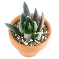 thumbnail image 5 of Echeveria Black Knight (4"+ Clay Pot) - Tiny, Lovely, Easy to Care Rosette Succulents - Live Succulents for Home Indoor Place, 5 of 9