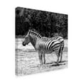 thumbnail image 2 of Trademark Fine Art 'Gray Zebra' Canvas Art by Incredi, 2 of 3