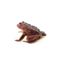 Frog, Red Frog Realistic Garden Rainforest Figure Model Replica Kids Educational Gift 3" F6088 B3