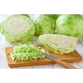thumbnail image 2 of 500 Seeds GOLDEN ACRE Early CABBAGE Brassica Oleracea Capitata Vegetable Seeds, 2 of 9