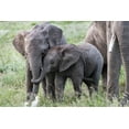 thumbnail image 2 of Jaynes Gallery 24x17 White Modern Wood Framed Museum Art Print Titled - Africa-Kenya-Amboseli National Park Close-up of juvenile elephant, 2 of 4
