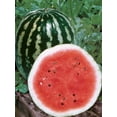 thumbnail image 3 of Burpee Crimson Sweet Watermelon Seed, Annual Lifecycle, Full Sun, Fruit Seed, 3 of 5