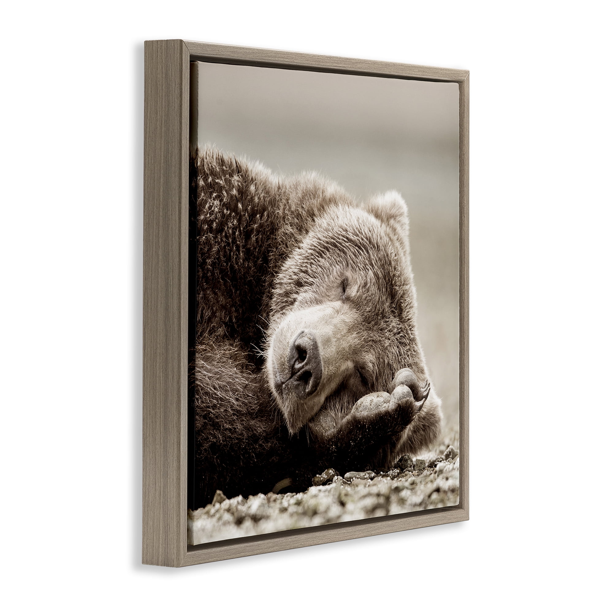 Stupell Industries Cozy Sleeping Bear Animals & Insects Photography Brown Floater Framed Canvas Art Print Wall Art, 18 x 18