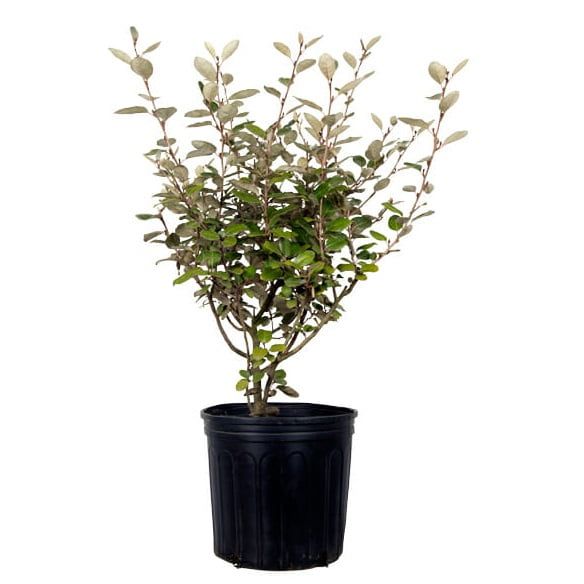 Expert Gardener Elaeagnus X Ebbingei - Ebbing's Silverberry (2.5 Gallon) Produces Remarkably Fragrant White Flowers in Fall