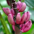 100 Pink Dwarf Banana Tree Fruit Plant Seeds Musa velu. Rare Fast Hardy