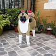 thumbnail image 5 of Cute Dog Planter Plant Pot,animal Flower Planter Pot For Garden Decors Hot, 5 of 5