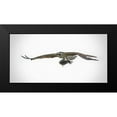thumbnail image 2 of Brown, Jim 14x9 Black Modern Framed Museum Art Print Titled - Osprey With Lunch, 2 of 5