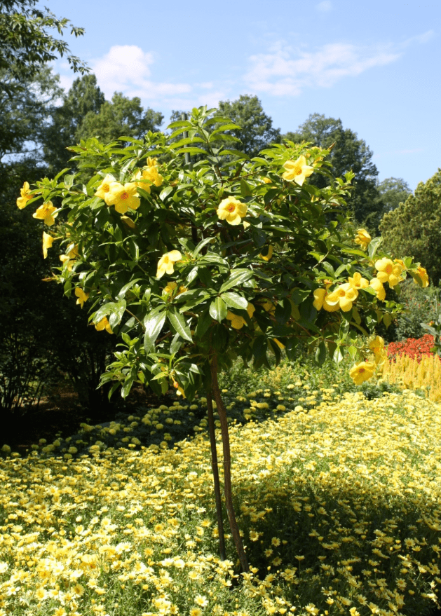 Set 2 Brown Bud Allamanda Plants Live for Planting, Yellow Trumpet Bell Flower Plants 4 to 7 Inc Tall Indoor Outdoor for Garden