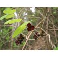 thumbnail image 5 of 15 CHOCOLATE VINE Edible Fruit Akebia Trifoliata Flower Ornamental Climber Seeds, 5 of 10