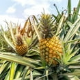 thumbnail image 2 of Elite Gold Pineapple Plant 4-7" Tall for Planting, Pineapple Plant, Ananas Comosus, Tropical Fruit Plant, Outdoor Garden, 2 of 5