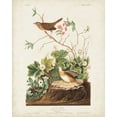 thumbnail image 2 of Audubon, John James 12x14 Gold Ornate Wood Framed with Double Matting Museum Art Print Titled - Pl 193 Lincoln Finch, 2 of 4