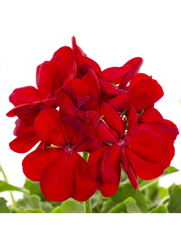 Geraniums in Annuals