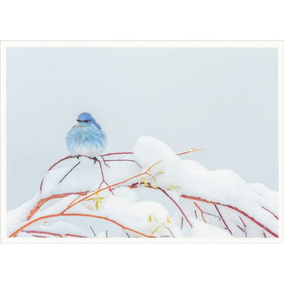 Palm Press Small Blue Bird Perched on Snow Covered Branch Box of 10 Happy Holidays Cards